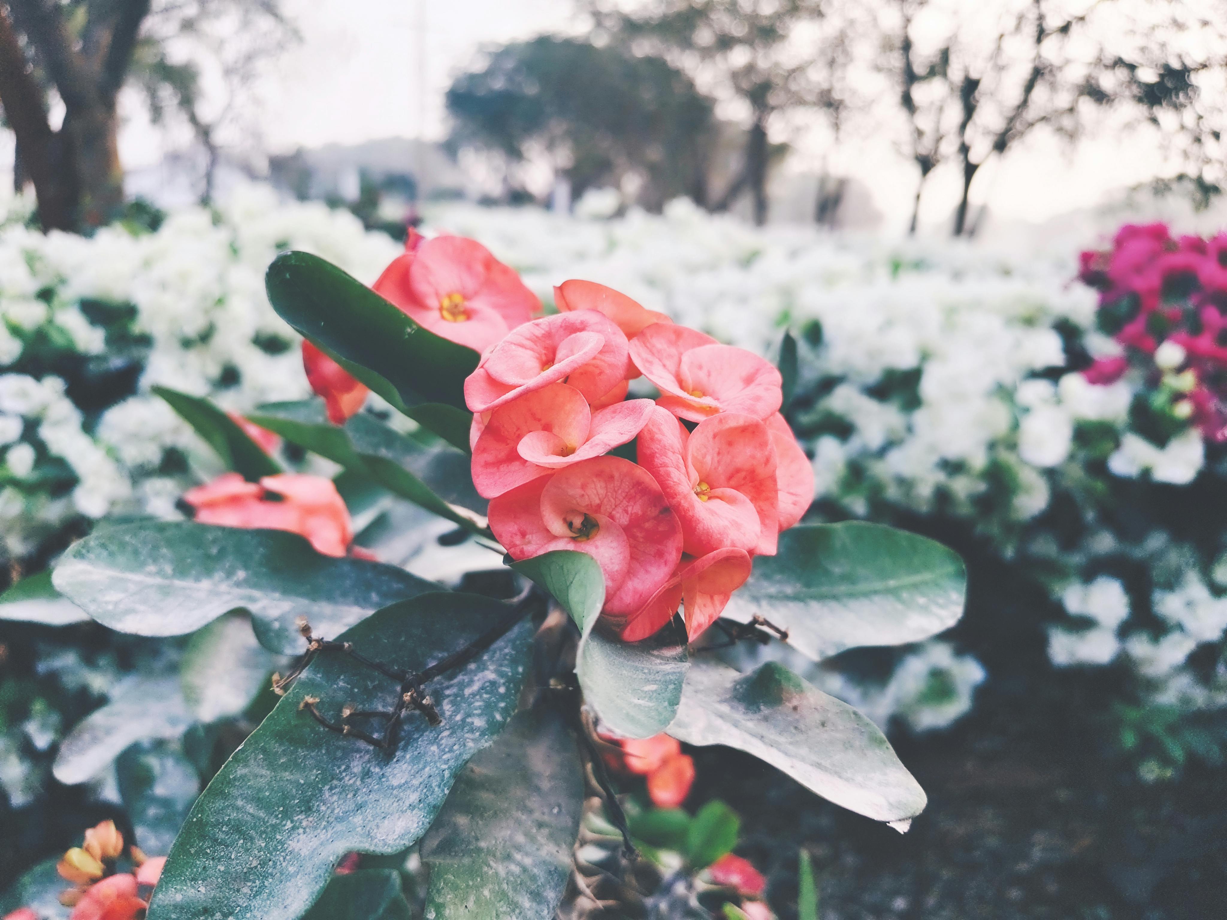 [ColoSach]-vibrant-pink-flowers-blooming-in-an-indian-garden,-perfect-for-nature-and-floral-themes.