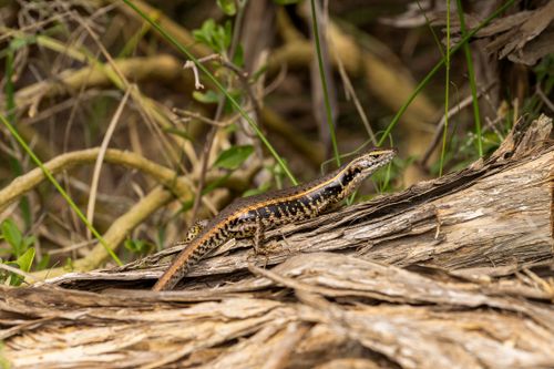 Free A brown skink basks on driftwood amidst natural foliage in Culburra Beach, Australia. Stock Photo