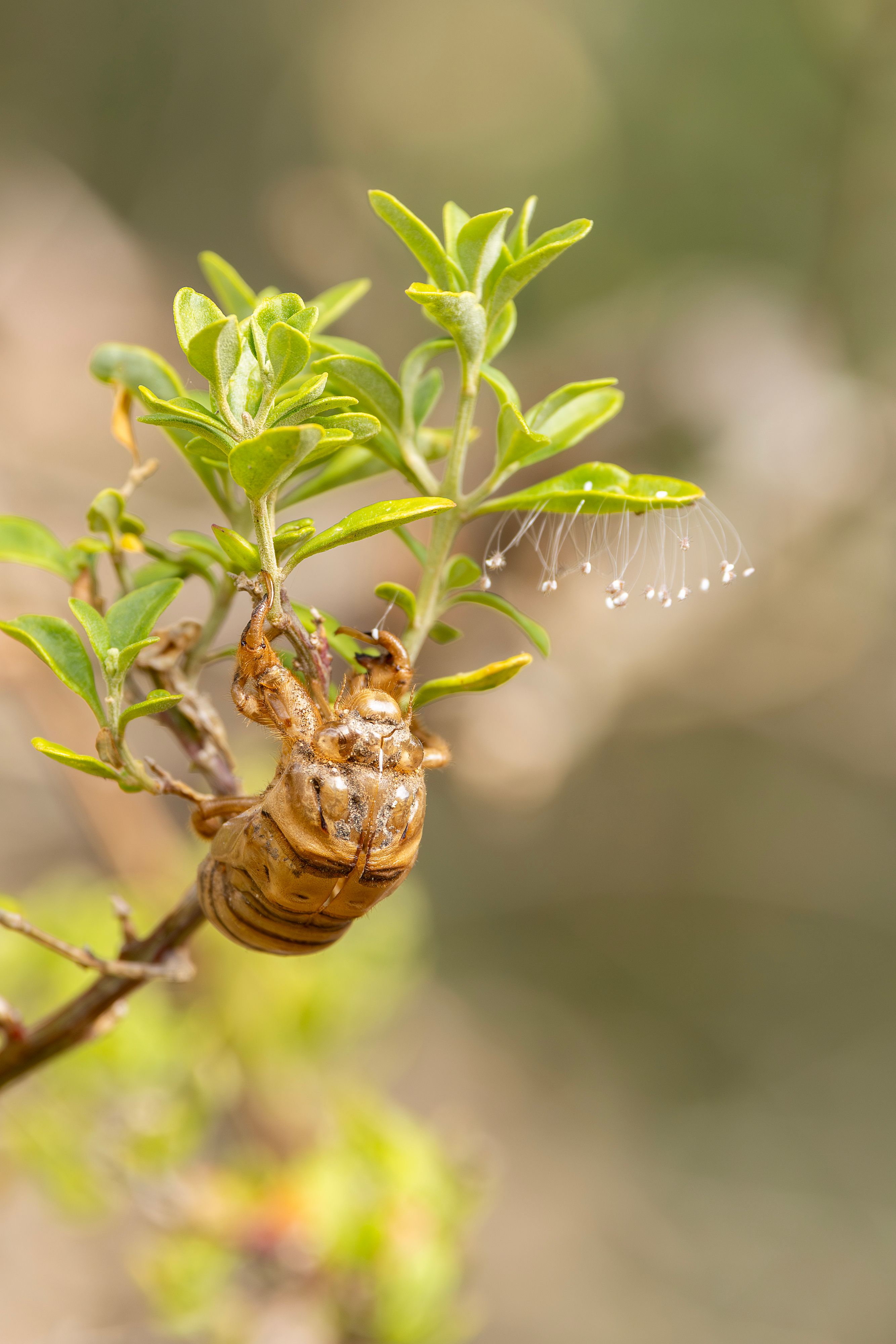 Cicada Shell on Branch at Culburra Beach · Free Stock Photo