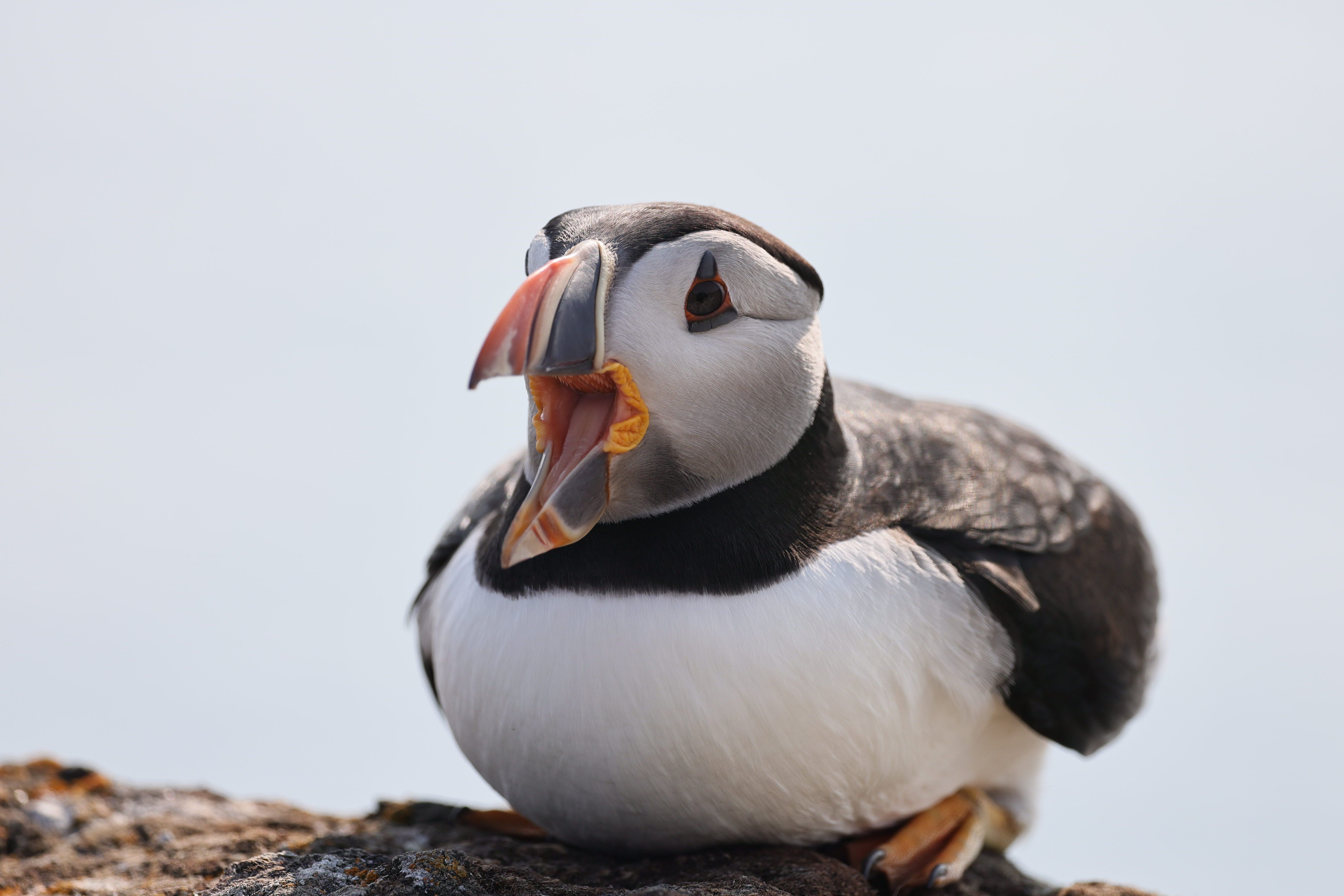 Close-up of an Atlantic Puffin resting on a rocky cliff against a clear sky.