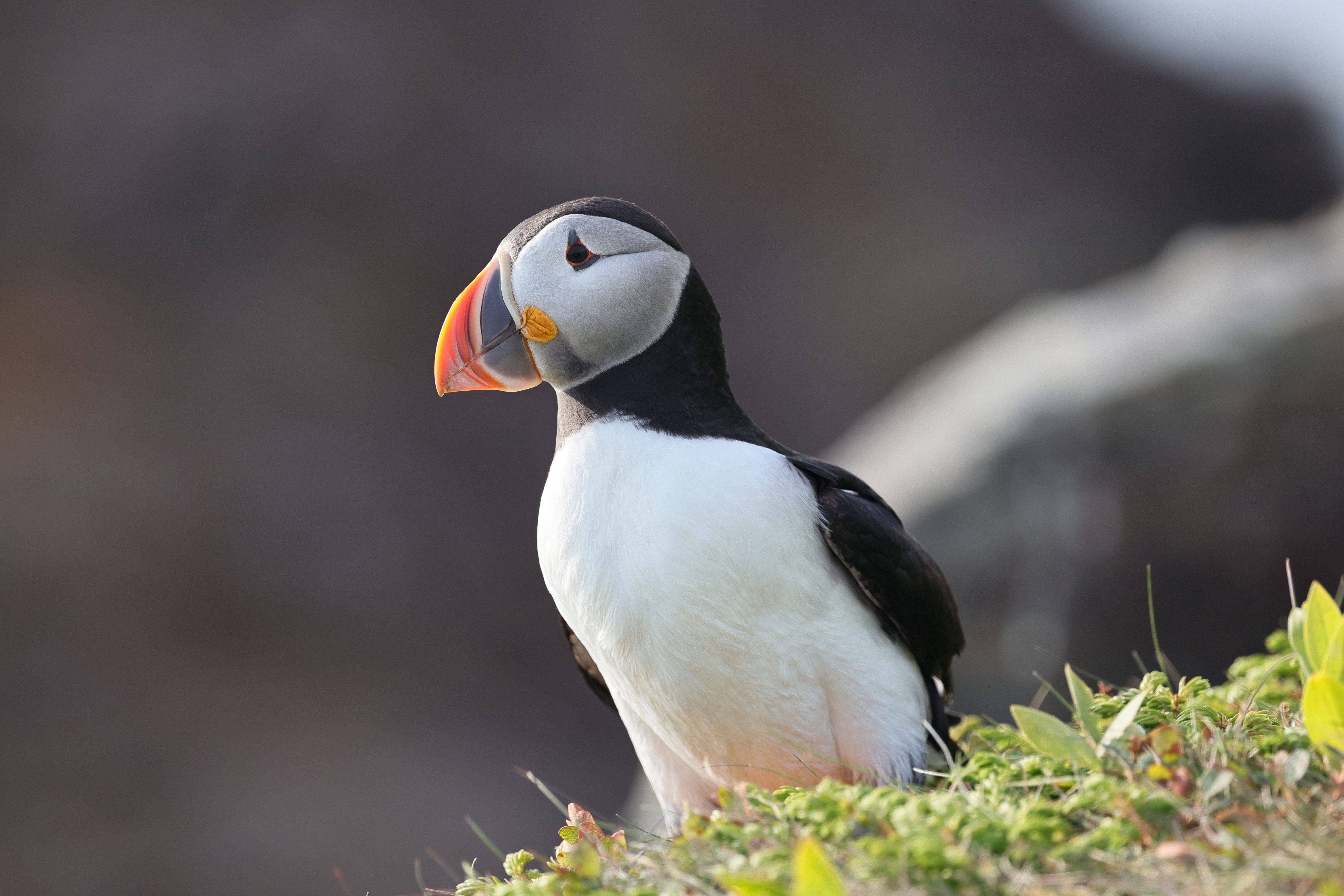 A detailed view of an Atlantic Puffin perched on a green coastal cliff with blurred background.