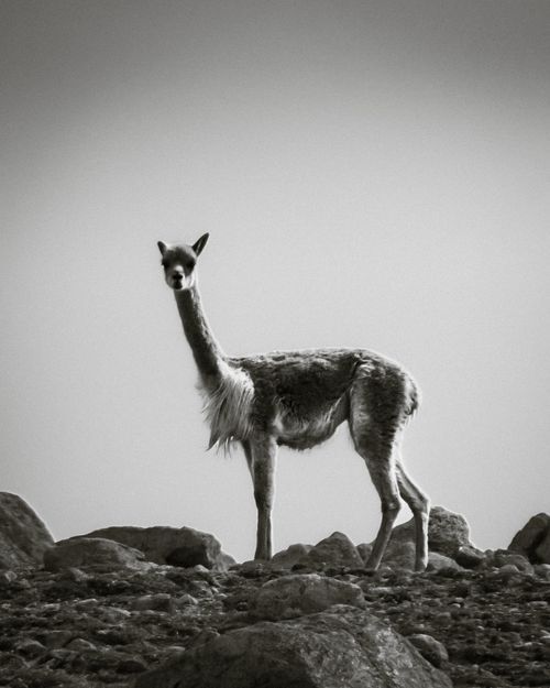 Free Monochrome image of a vicuna standing on rocky terrain in Cusco, Peru's Andes. Stock Photo