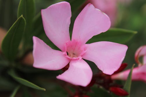 Free stock photo of beautiful, flower, nature