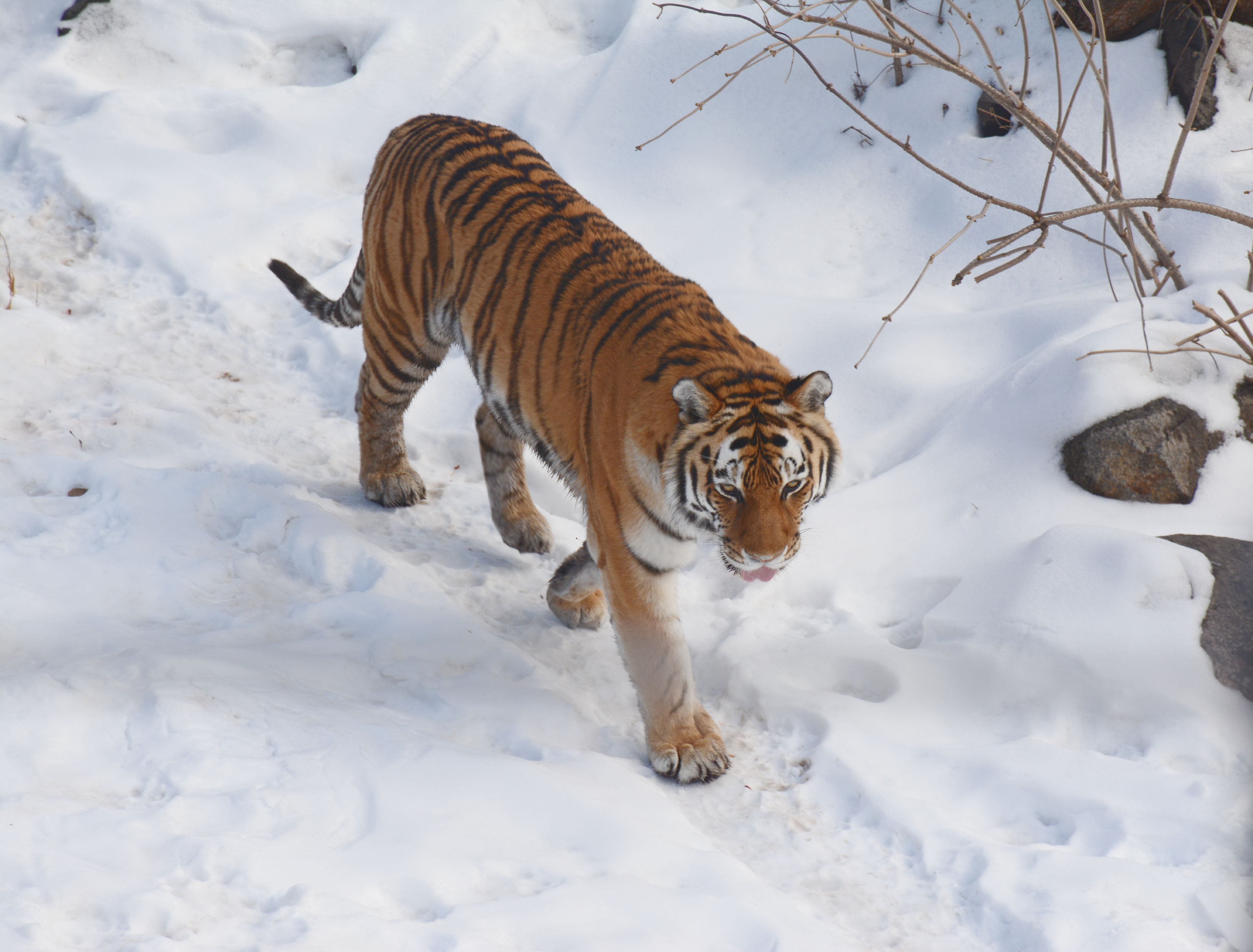 Minnesota Zoo