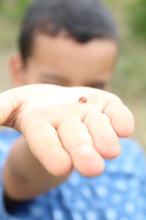 Free stock photo of insect, lady bug, nature