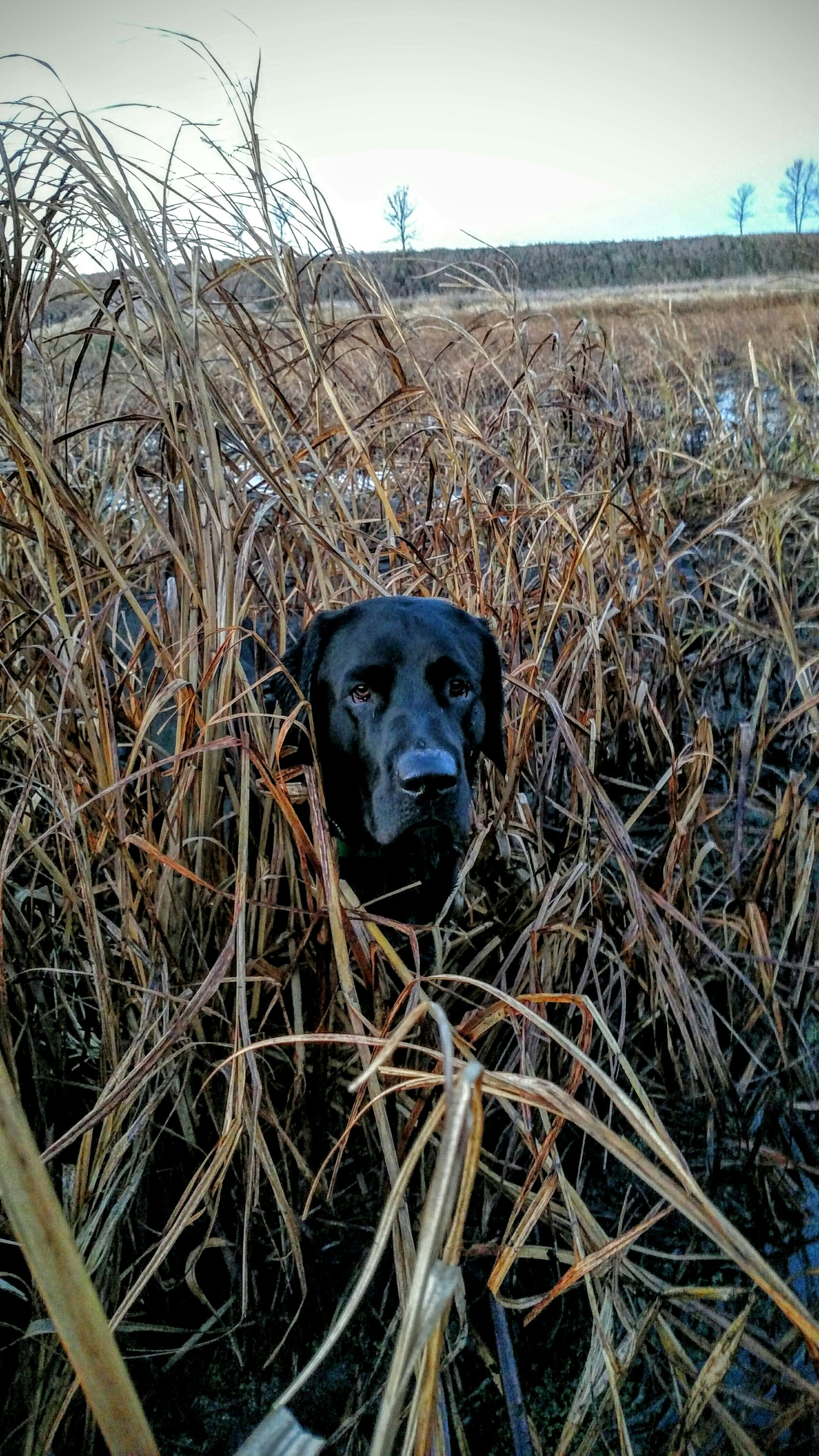 Free stock photo of Black labrador, duck hunting, duck slough