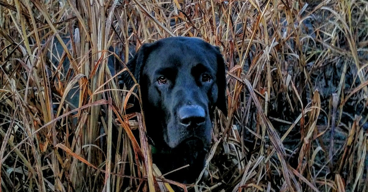 Free stock photo of Black labrador, duck hunting, duck slough