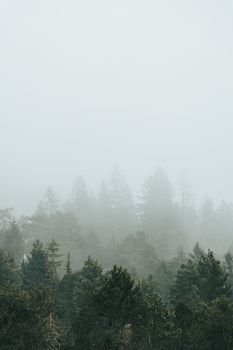 Serene misty forest landscape with towering trees enveloped in gentle fog creating a tranquil atmosphere.. pexels, serene, mi