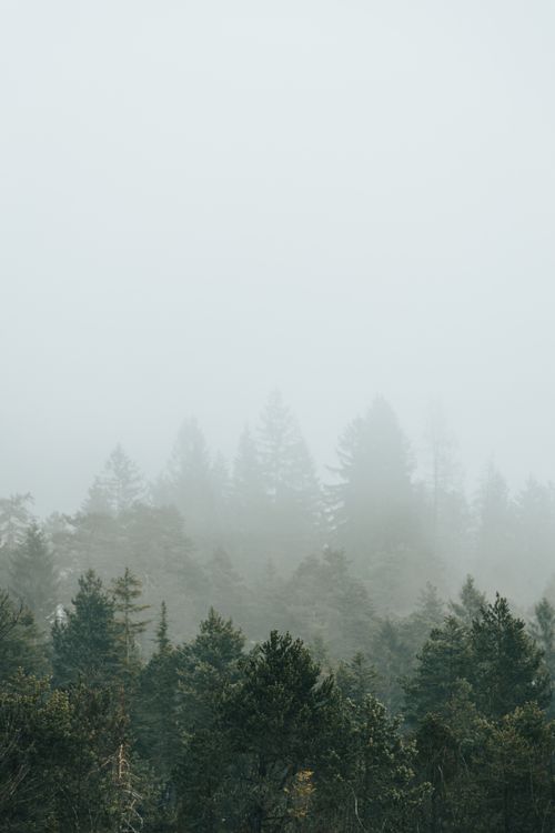 Misty Forest with Tall Trees in Dense Fog · Free Stock Photo