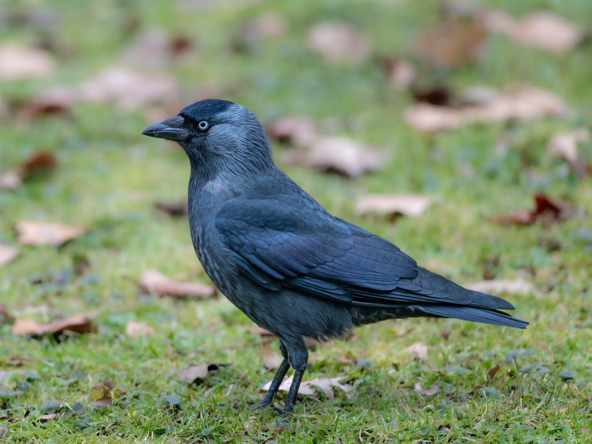 Close up Of A Carrion Crow In A Green Field Free Stock Photo close-up-of-a-carrion-crow-in-a-green-field-free-stock-photo
