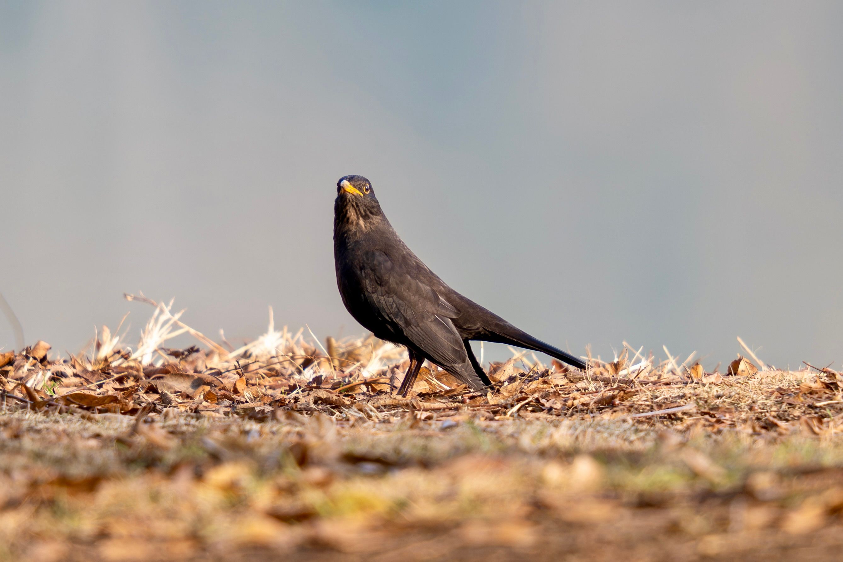 Blackbird