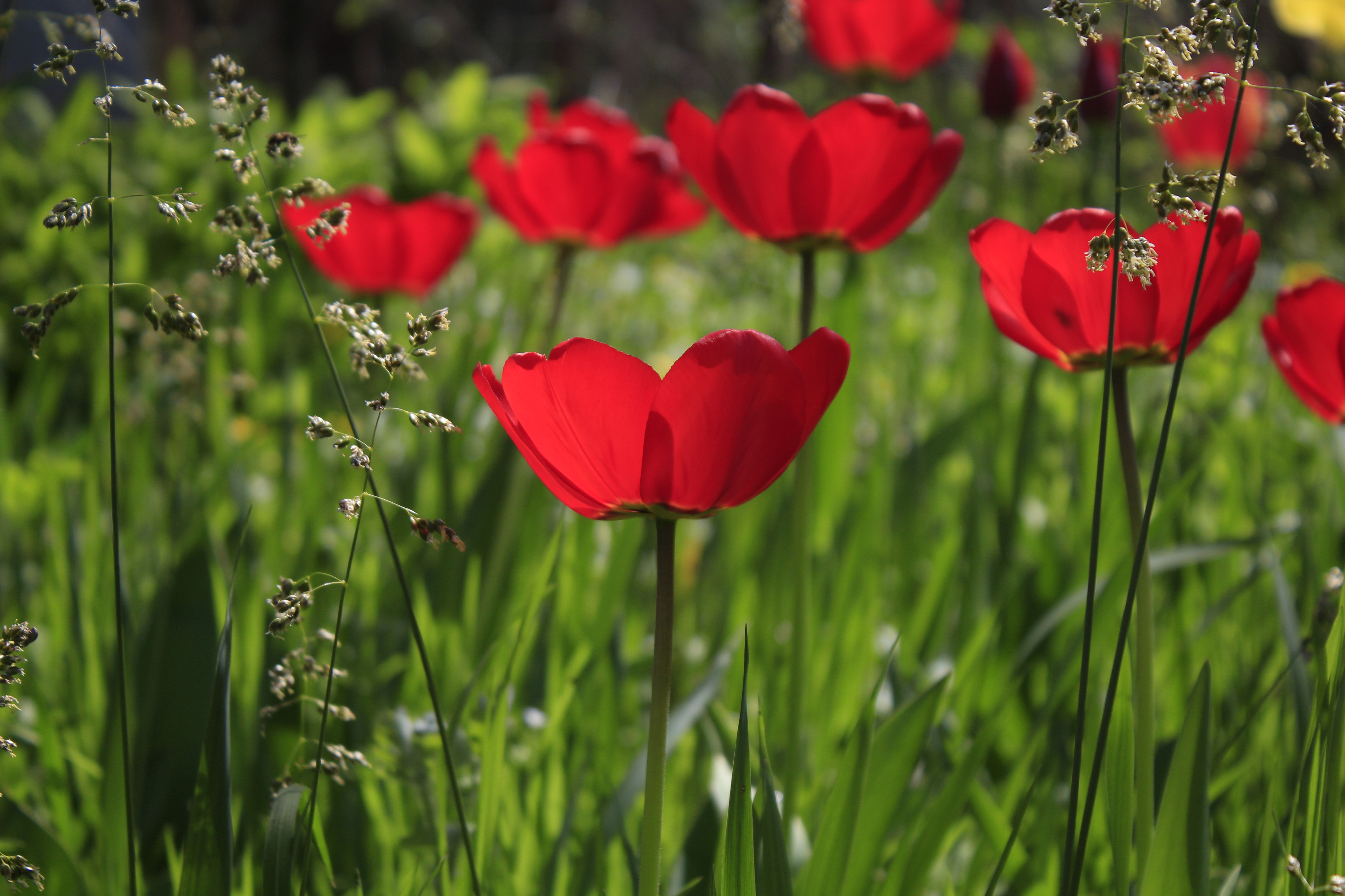 Vibrant Red Tulips in Spring Garden · Free Stock Photo