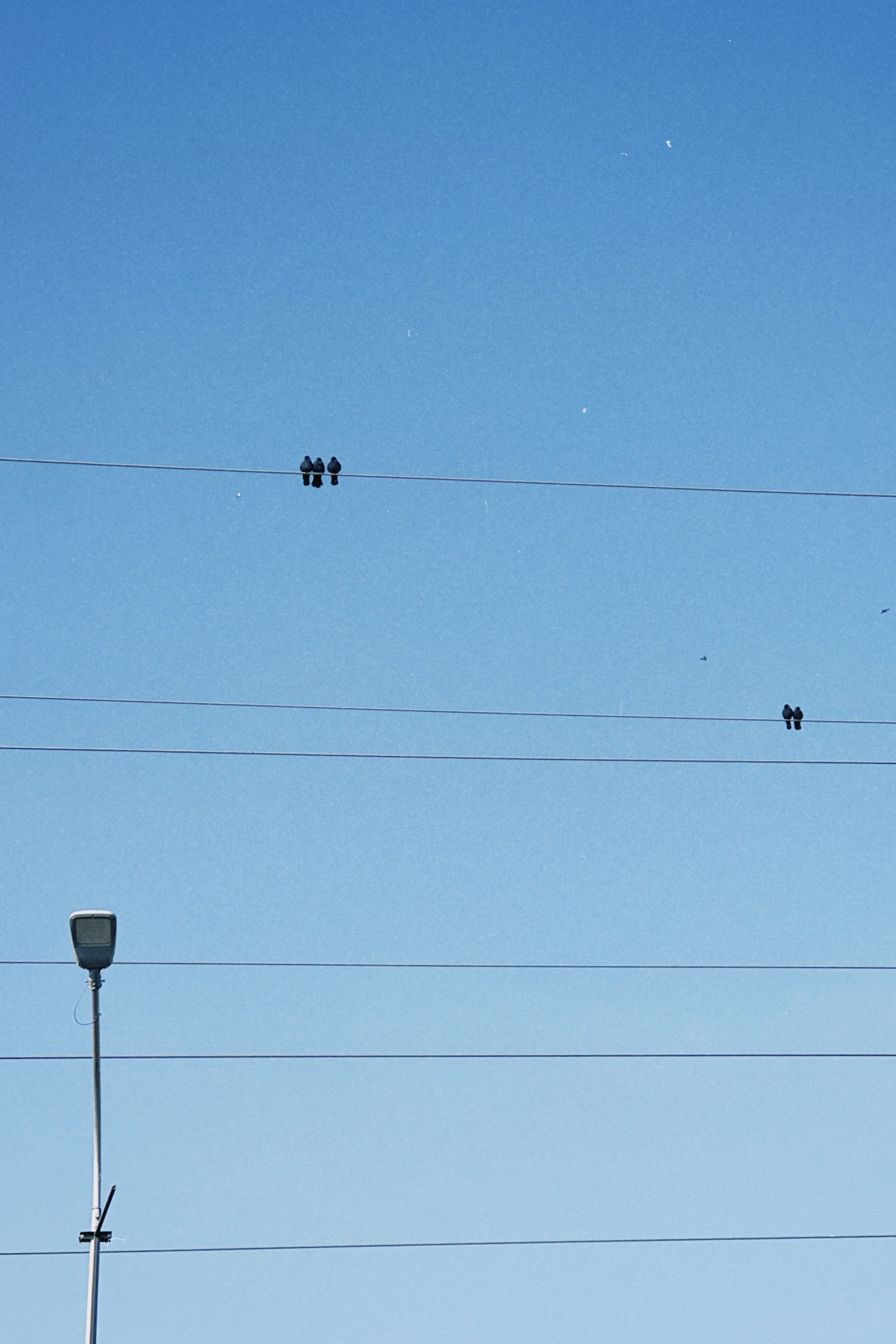 Minimalistic view of birds perched on power lines under a bright blue sky.