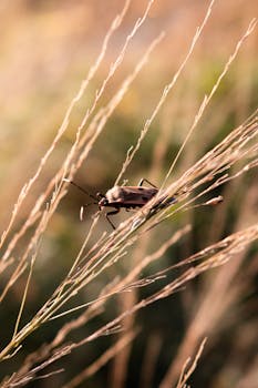 Macro photograph of a bug resting on dry grass stems with warm sunlight.