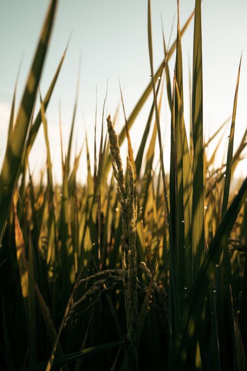 Free Sunlit close-up of rice plants showcasing their natural beauty in a field setting. Stock Photo