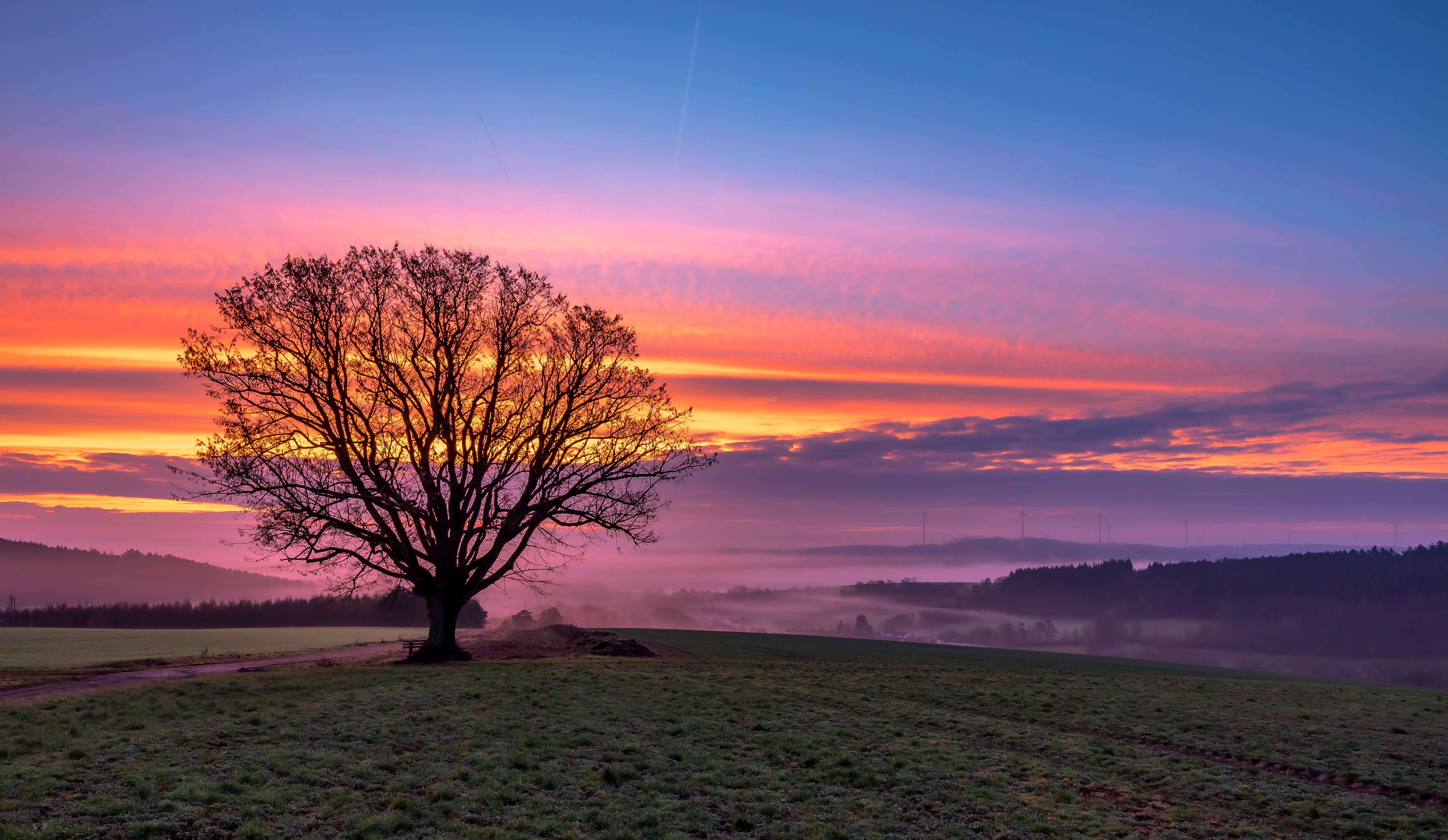 Serene Sunrise Over Lonely Oak Tree in Misty Fields · Free Stock Photo