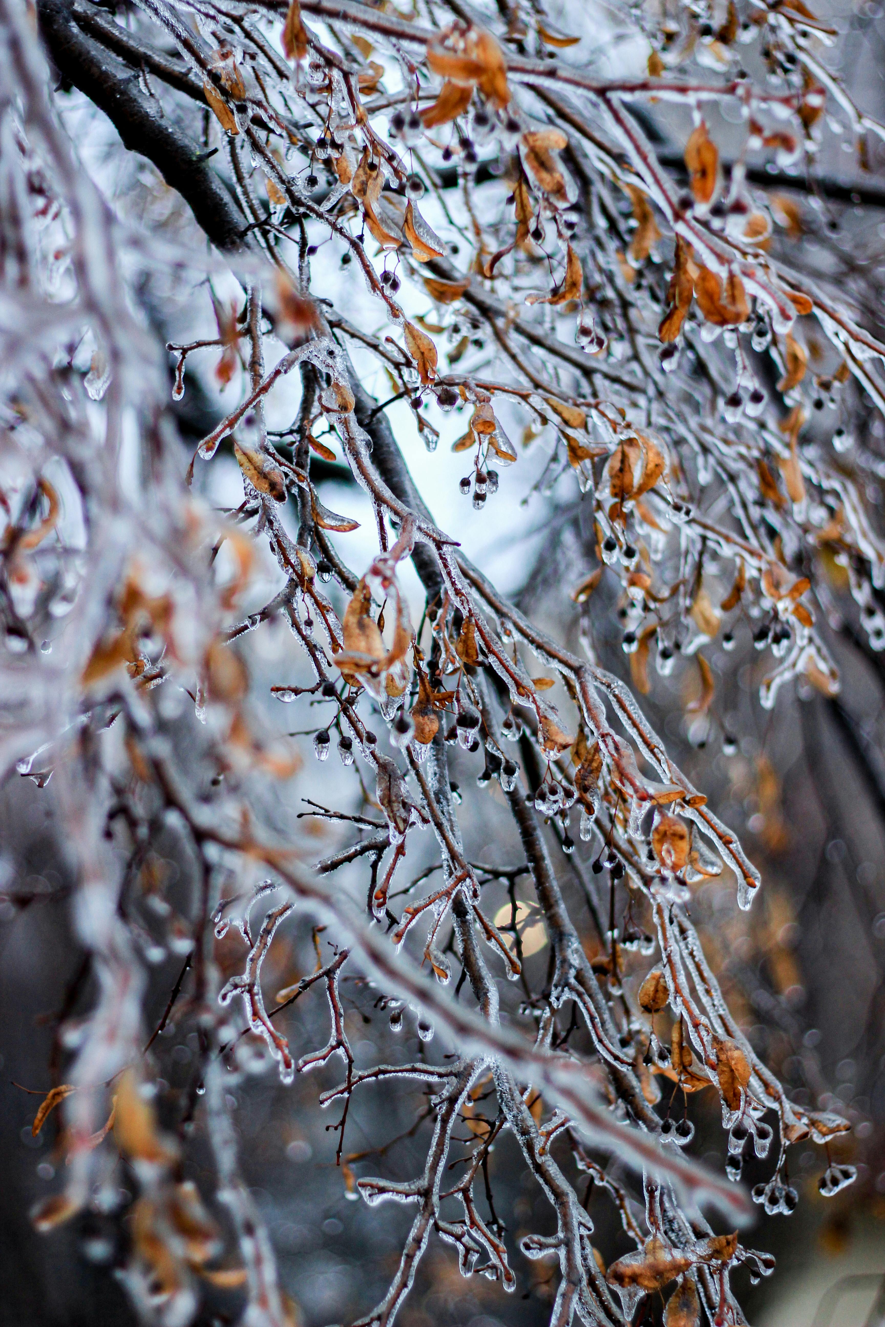 Close-up of tree branches covered in ice, highlighting winter beauty and nature's artistry.