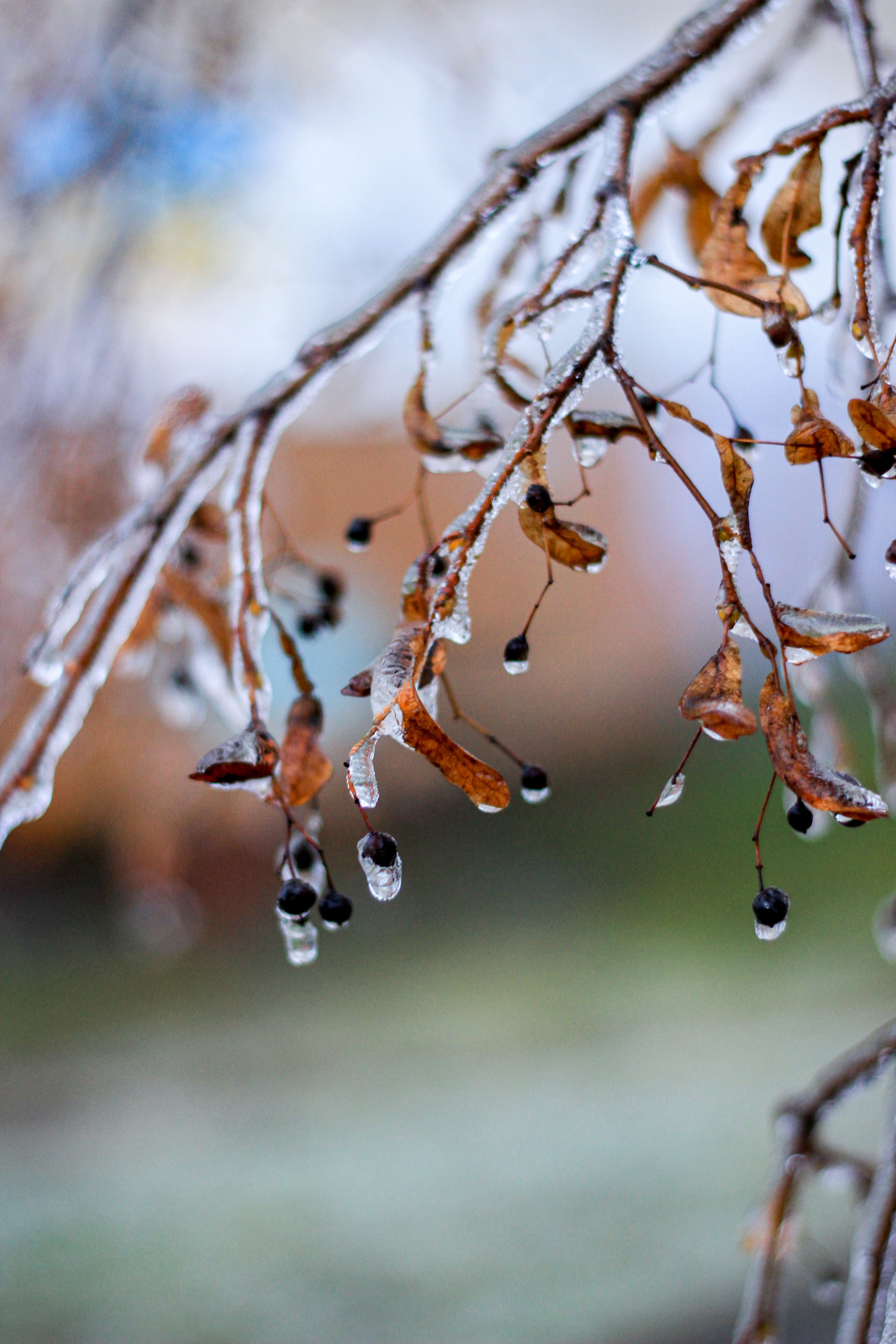 A close-up of ice-covered branches with dried leaves and winter berries, capturing the essence of winter.