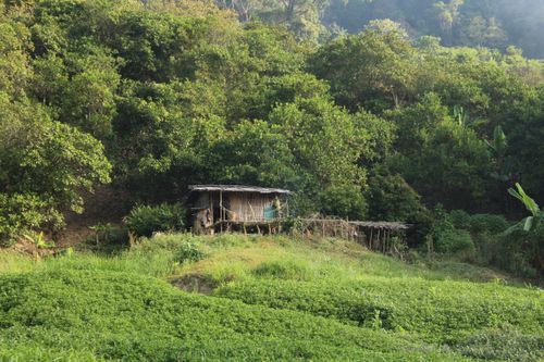 Free A rustic hut in lush jungle greenery, capturing serene natural beauty. Stock Photo