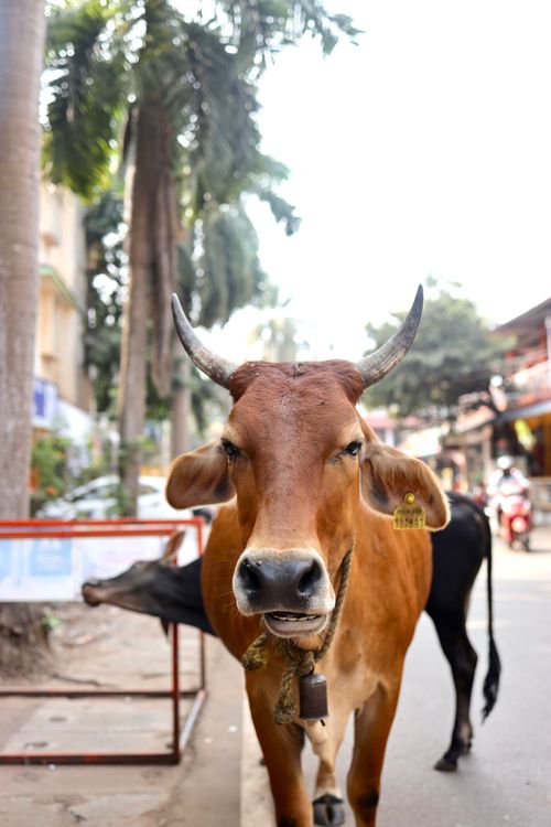 A calm cow with horns standing on an Indian street, the kind of animal SGKF rescues