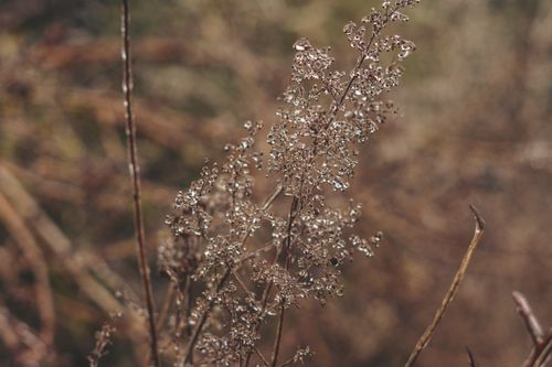 Free Macro shot of a dry plant with dewdrops, capturing the essence of autumn outdoors. Stock Photo