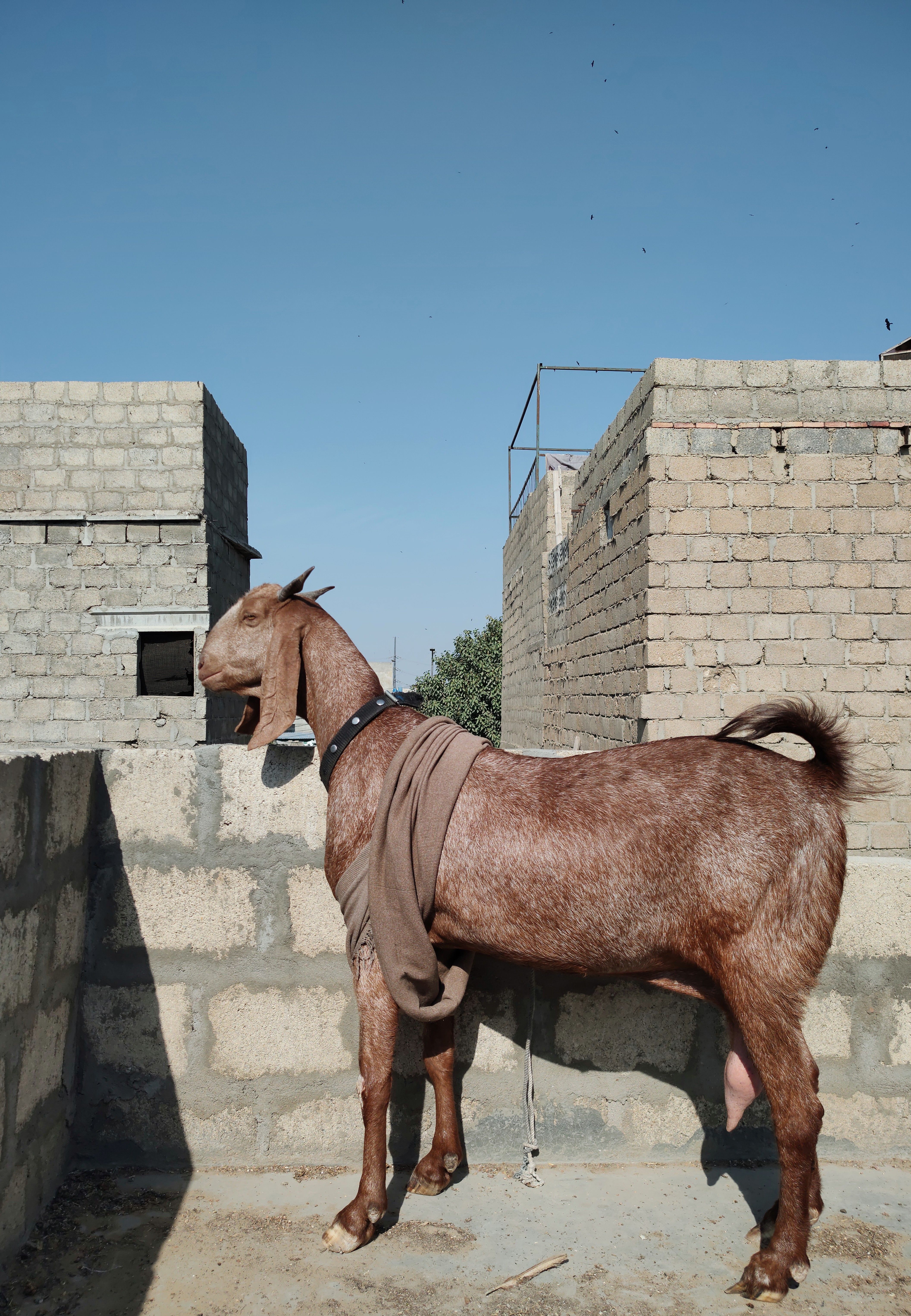 A brown goat stands tall against a rustic brick wall under a clear blue sky.