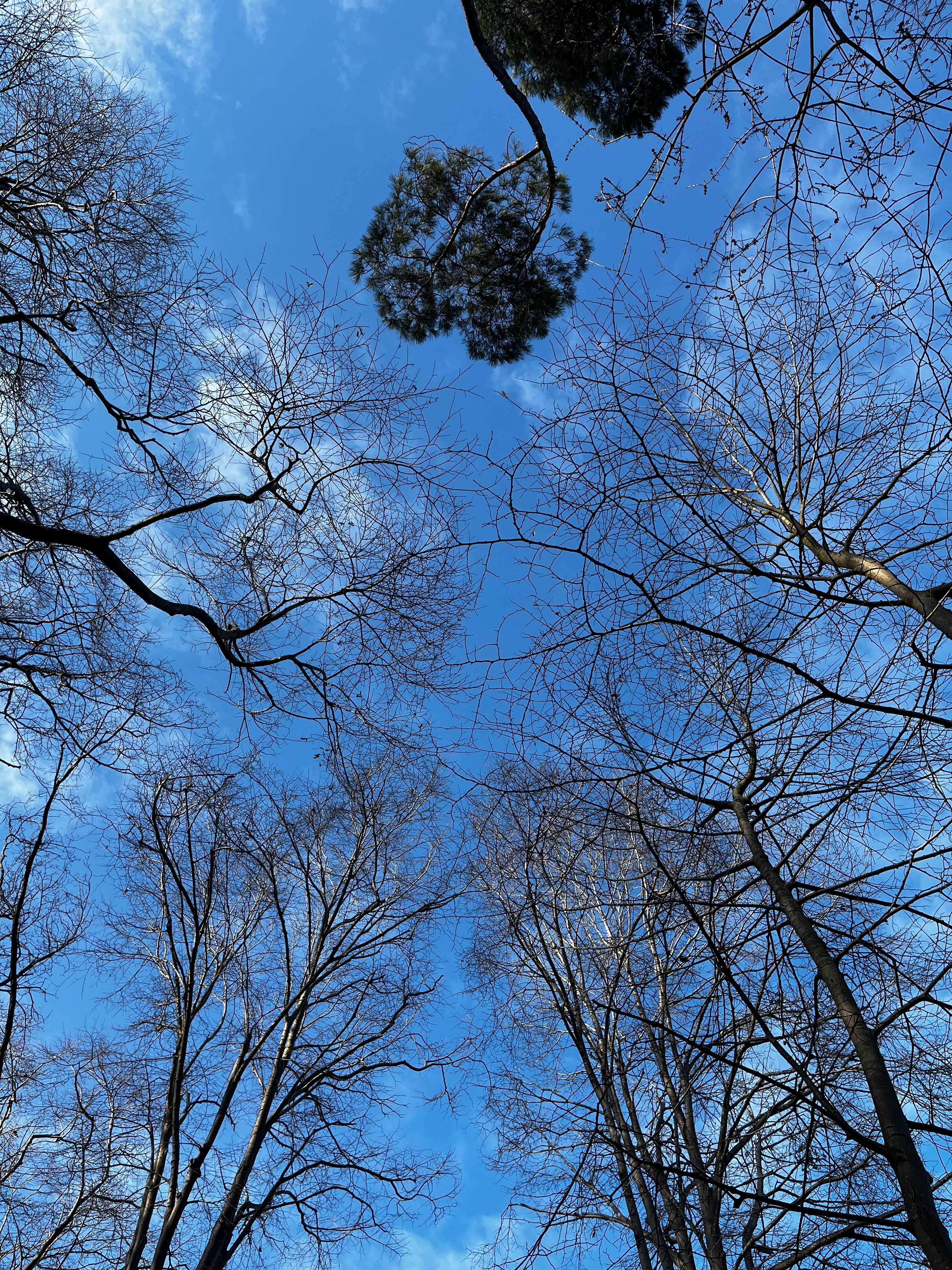 Stark bare trees reaching into a blue sky in İstanbul, captured from below.