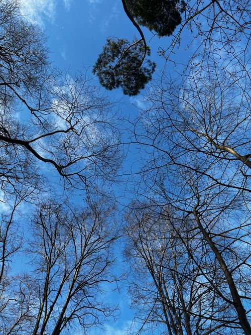 Free Stark bare trees reaching into a blue sky in İstanbul, captured from below. Stock Photo