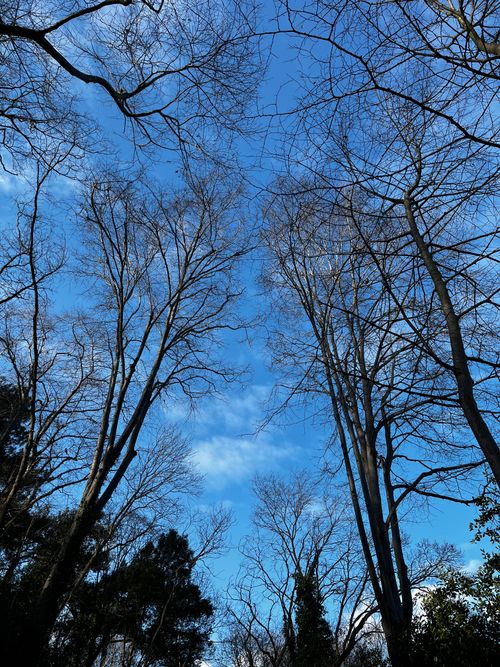 Free Bare trees reaching for the sky on a sunny winter day in İstanbul, Türkiye. Stock Photo
