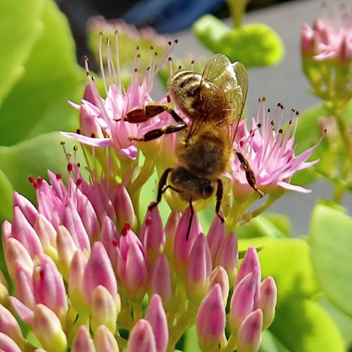 Darmowe zdjęcie z galerii z natura, owady, pszczoła