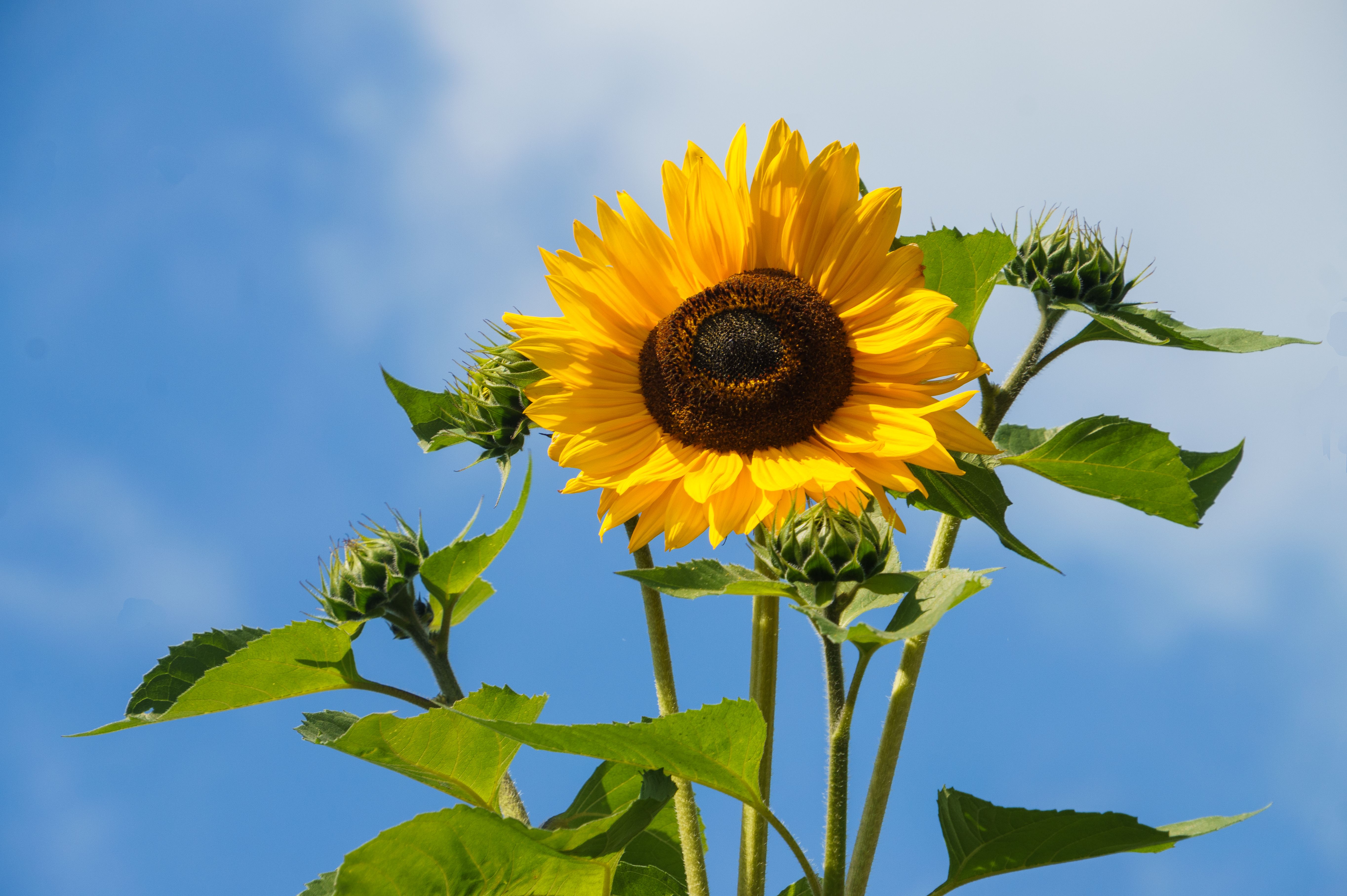 Bright Sunflower Under Clear Blue Sky · Free Stock Photo