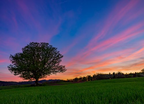 Free A solitary tree silhouetted against a colorful twilight sky, capturing nature's serene beauty. Stock Photo