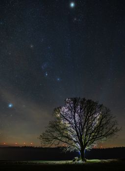 Majestic tree illuminated against a stunning starry sky, evoking tranquility.