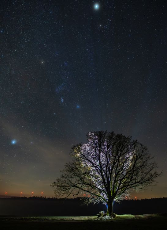 Lone Tree Under a Starry Night Sky · Free Stock Photo
