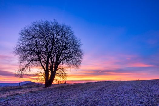A lone tree stands in a frosty field during a stunning sunrise with vibrant colors in the sky.