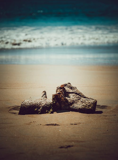 Free stock photo of abstract, creature, driftwood