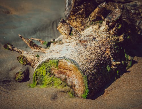 Tree Trunk on Sea Shore