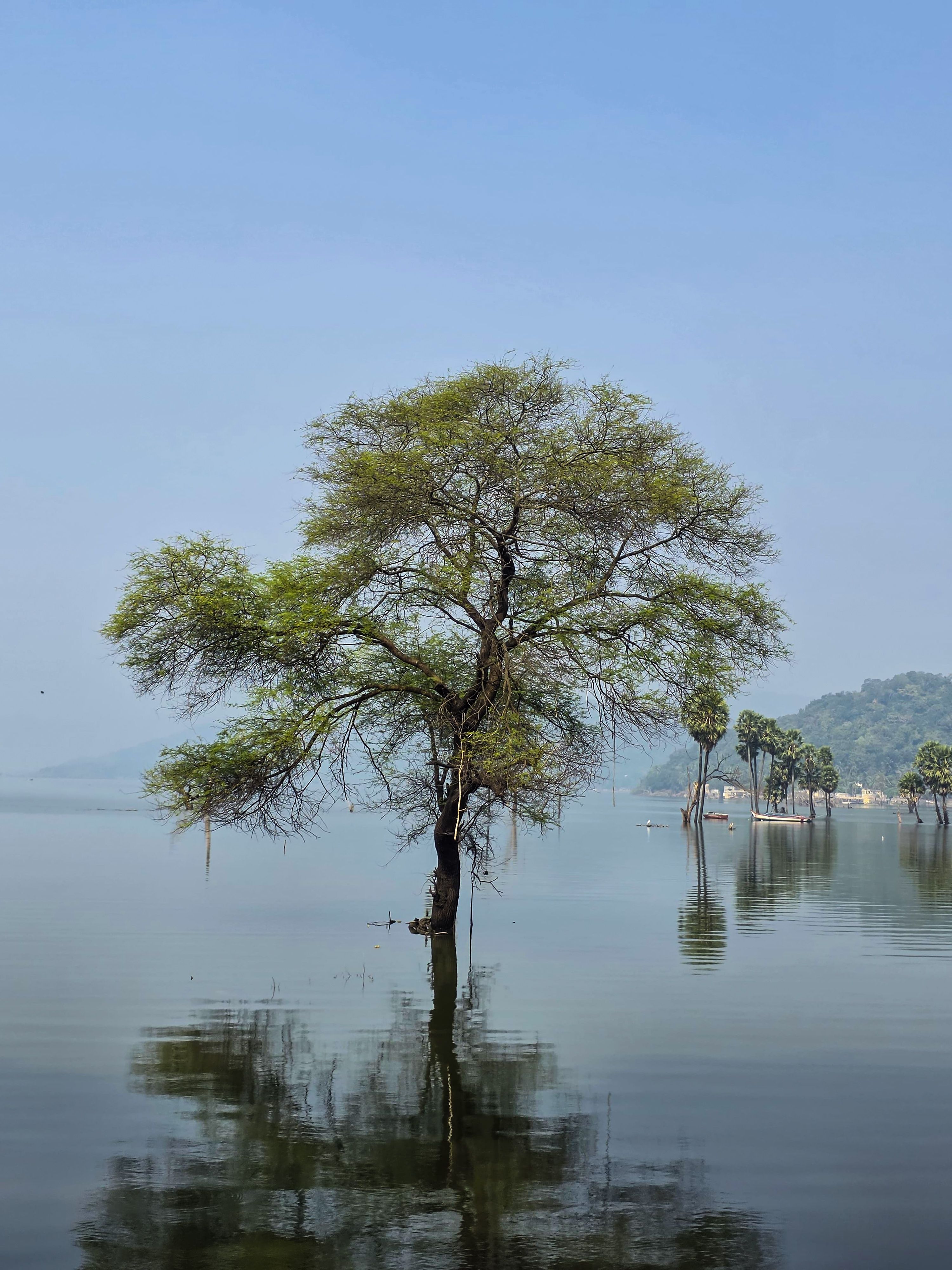 Green Tree Beside River · Free Stock Photo