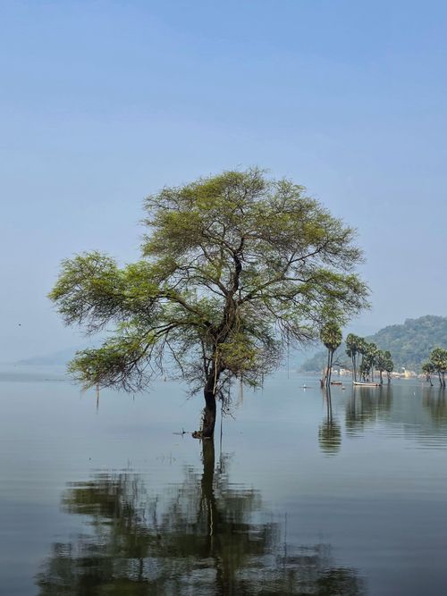 Free A serene tree standing in calm waters of a lake in Rajamahendravaram, India. Stock Photo
