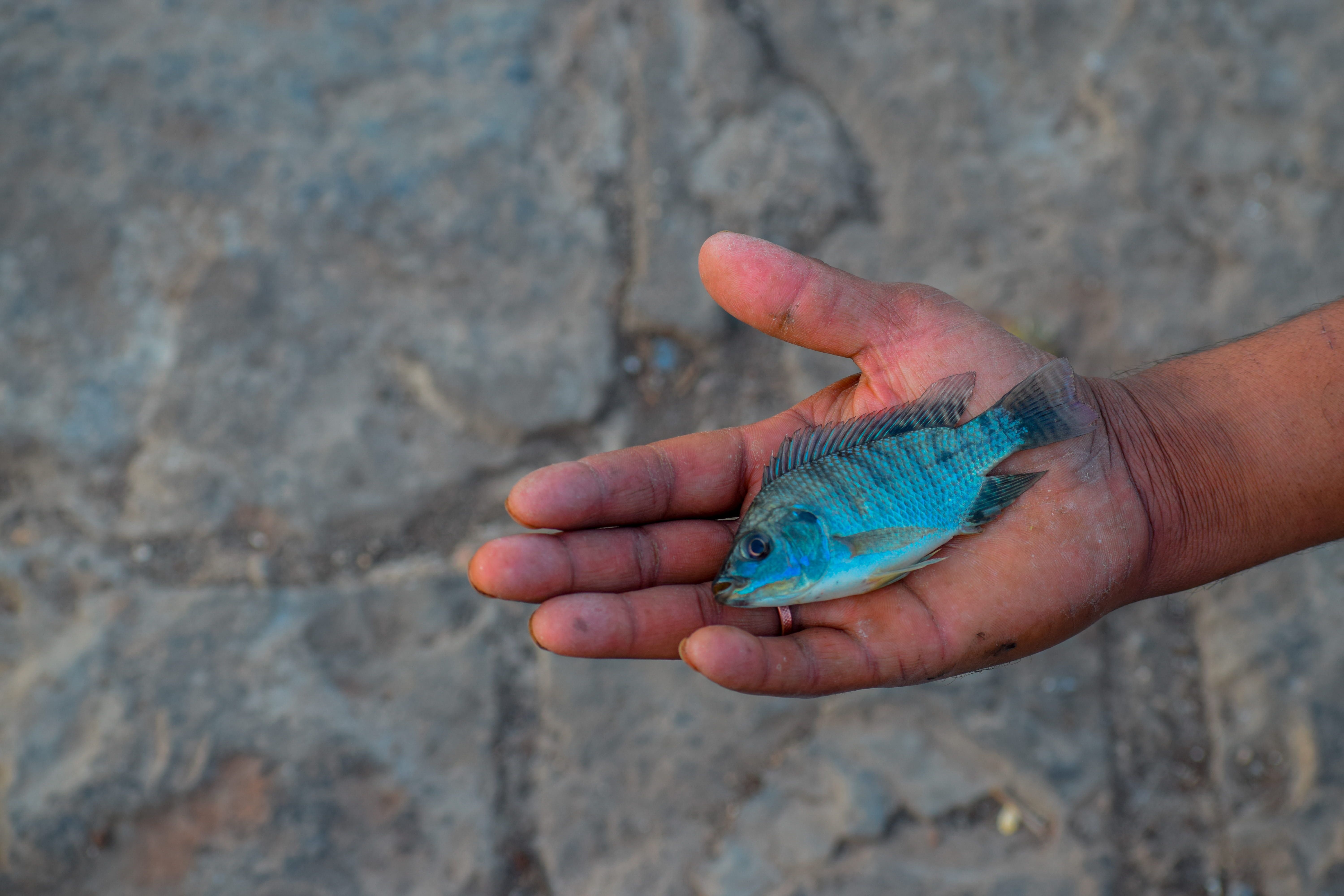 Fish; frozen, tilapias (Oreochromis spp.), excluding fillets, fish meat of 0304, and edible fish offal of subheadings 0303.91 to 0303.99