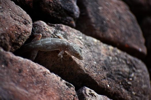 gecko photo