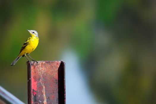 A vibrant yellow bird perched on a rusty metal post against a blurred background.