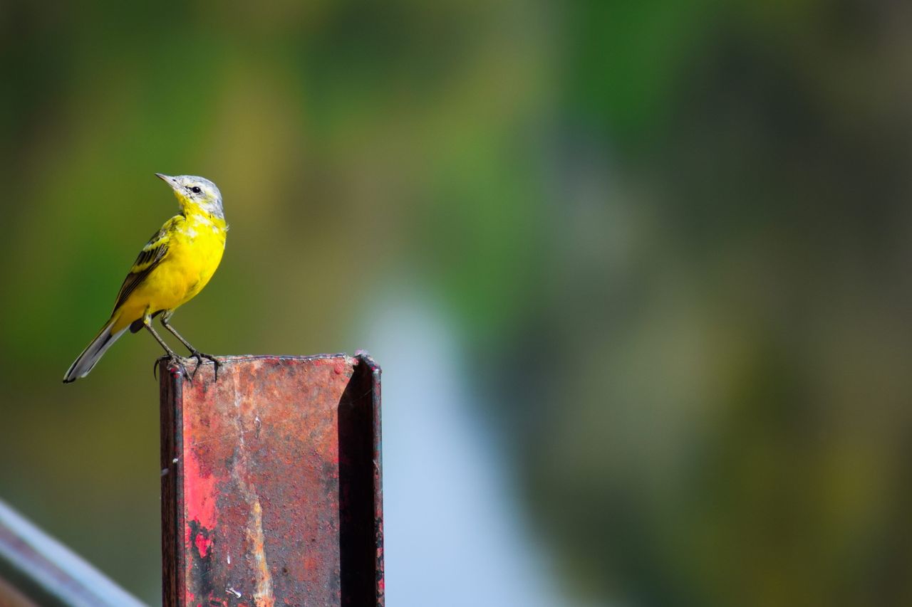 a vibrant yellow bird perched on a rusty metal post against a blurred
