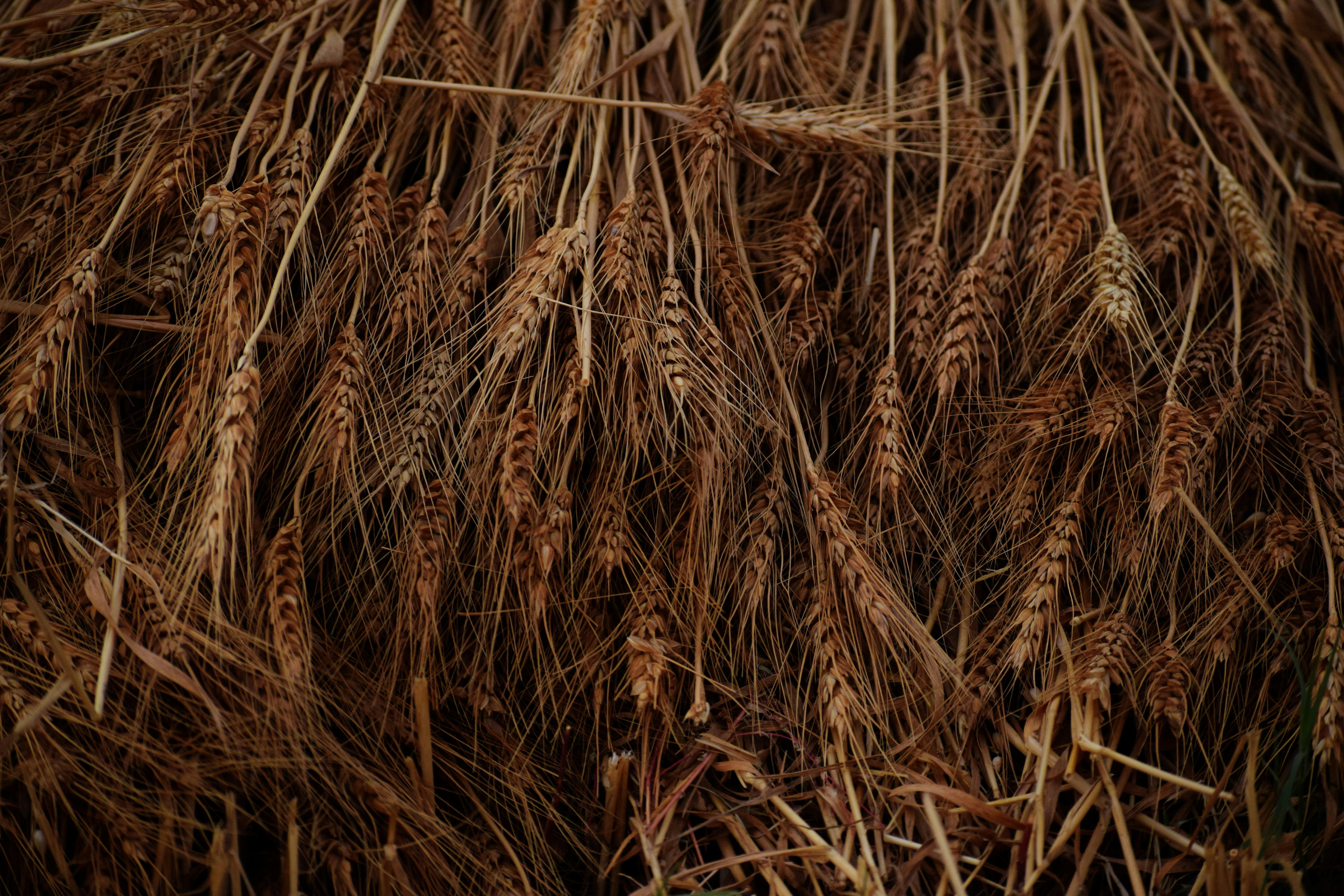 Rich golden wheat close-up displaying texture and readiness for harvest.