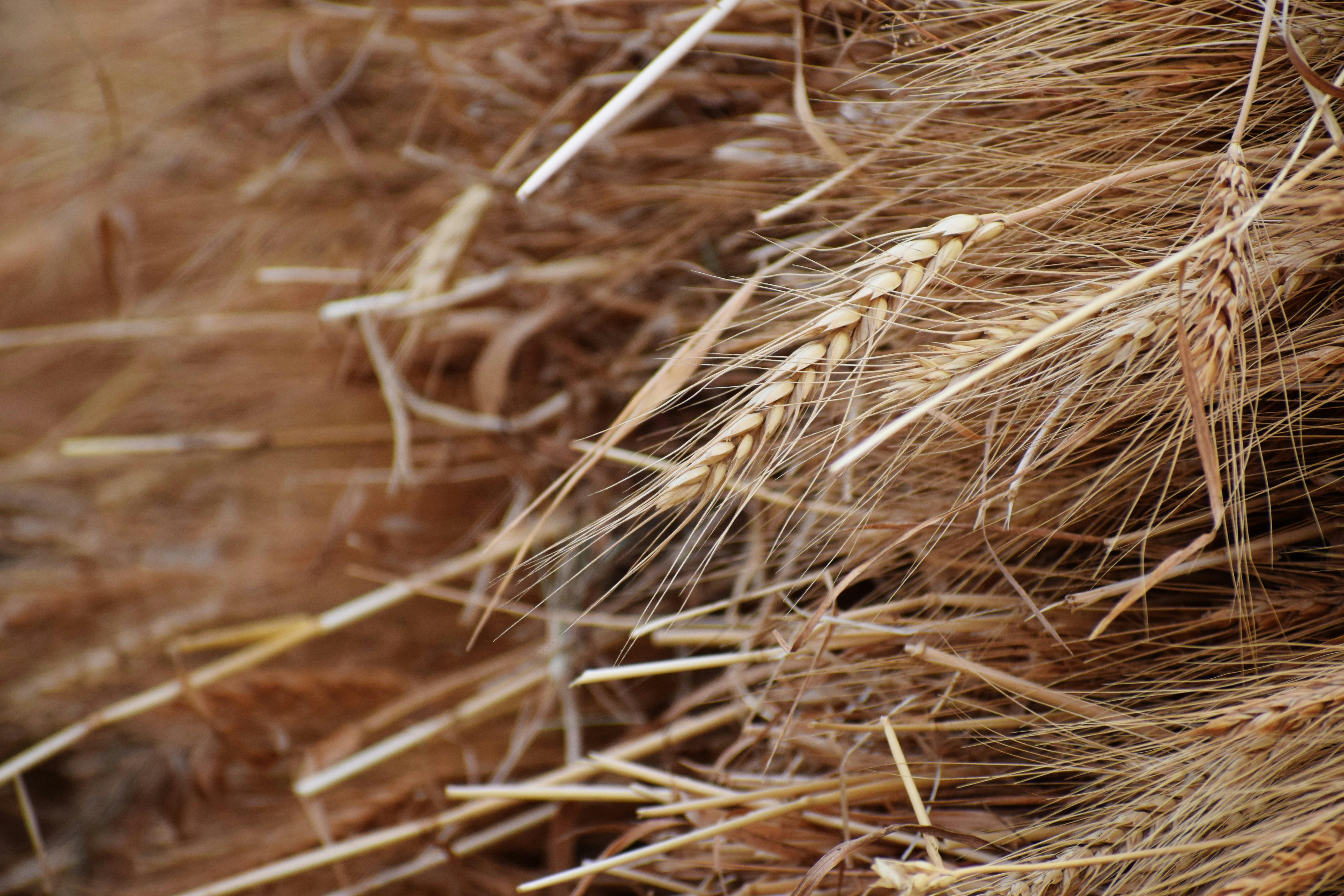 Minority Leader warns of neglect in agriculture amid focus on gold for reserves