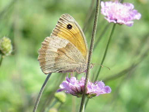 Darmowe zdjęcie z galerii z motyl na kwiatku, motyle, natura