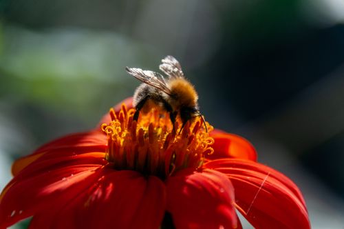 Free Macro shot of a bee collecting nectar from a vibrant orange flower under sunlight. Stock Photo