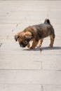 Adorable Puppy Exploring Urban Pavement