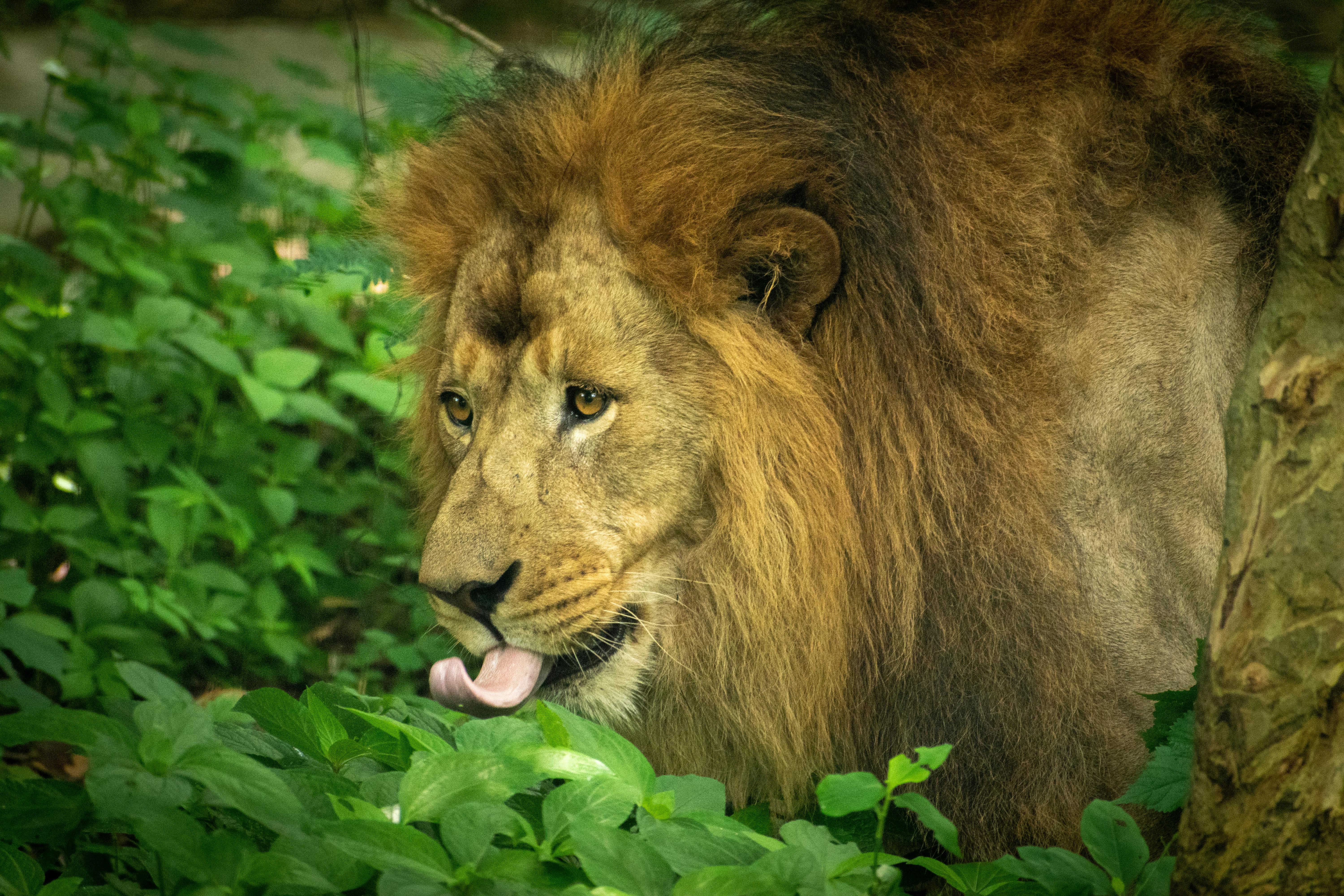 The African Lion Roars In Real Time: Exercise African Lion 2026, Morocco’s Strategic Centrality, And The Geopolitics Of A Fra
