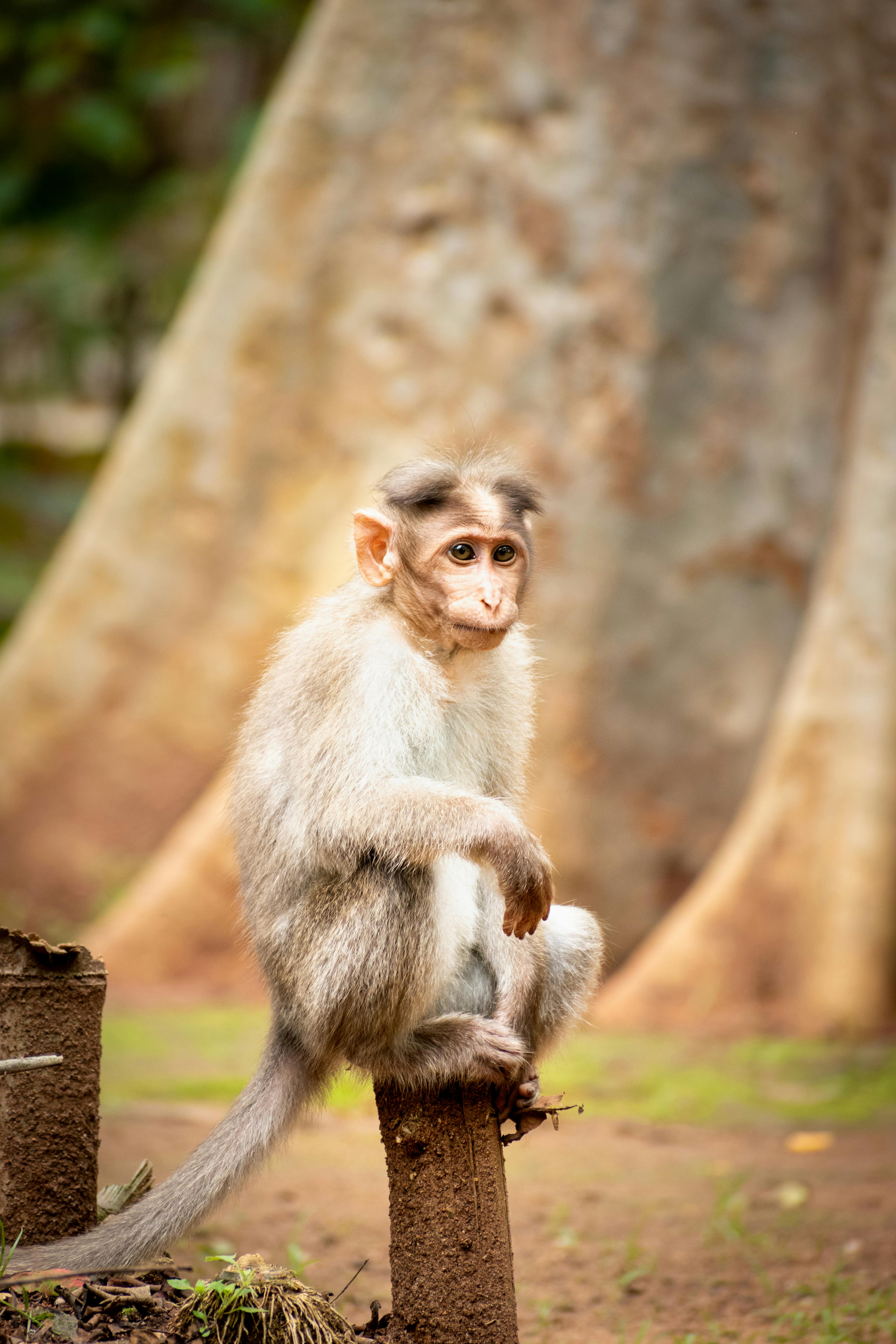 A curious monkey poses in the forest with a natural backdrop.